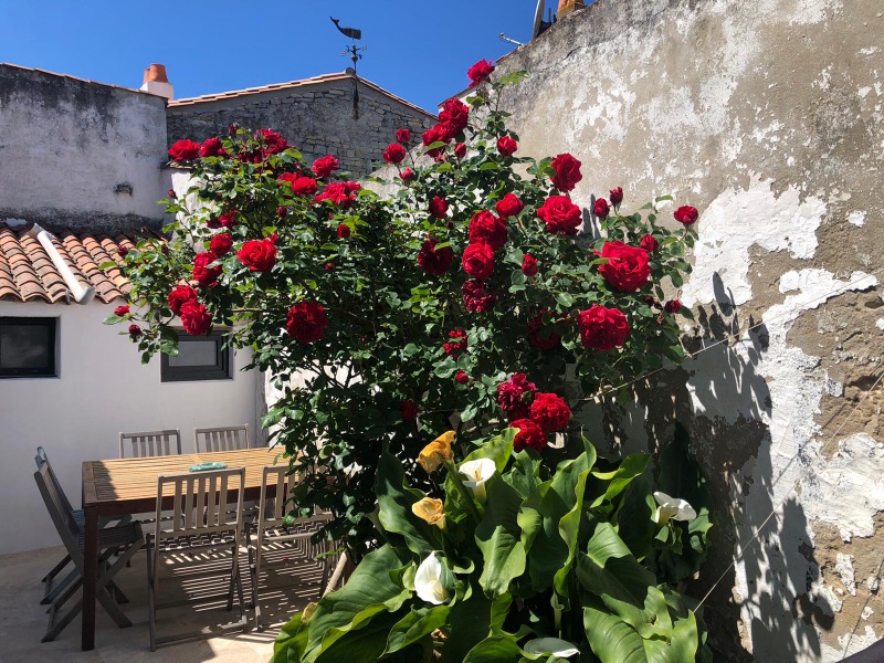 ile de ré House of st clement des baleines classified 3 and completely renovated in 2019 (