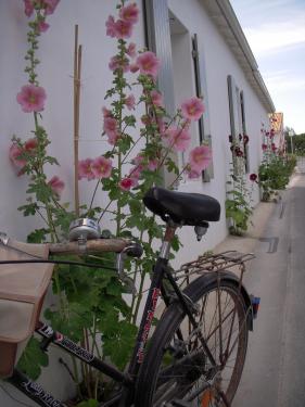 Photo 25: An accomodation located in La Flotte-en-Ré on ile de Ré.