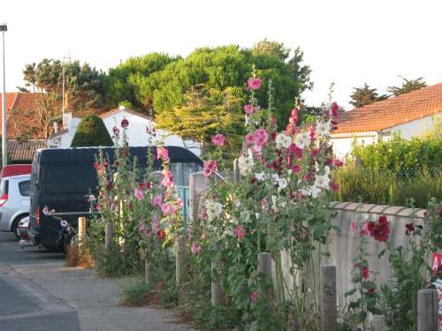 Photo 21: An accomodation located in Ars en Ré on ile de Ré.