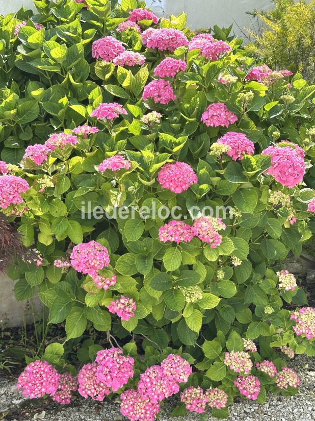 Photo 11: An accomodation located in La Couarde-sur-mer on ile de R&eacute;.