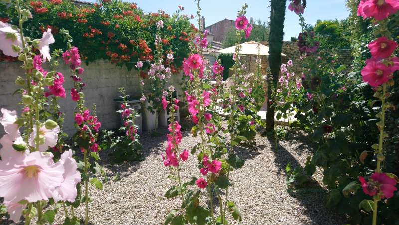 Photo 4: An accomodation located in La Couarde-sur-mer on ile de Ré.