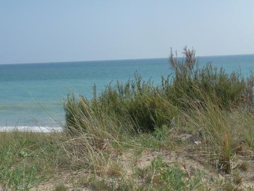 Photo 14: An accomodation located in La Couarde-sur-mer on ile de Ré.