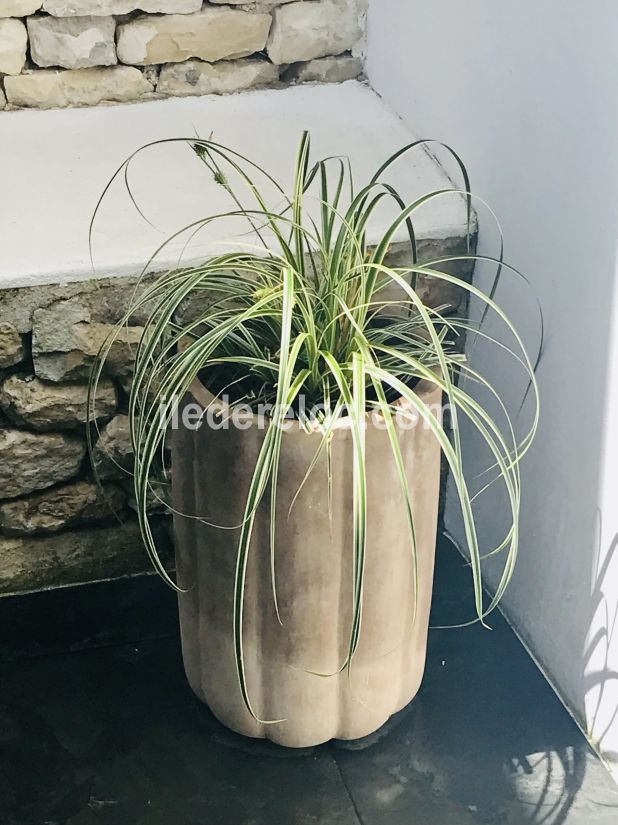 Photo 40: An accomodation located in Ars en R&eacute; on ile de R&eacute;.