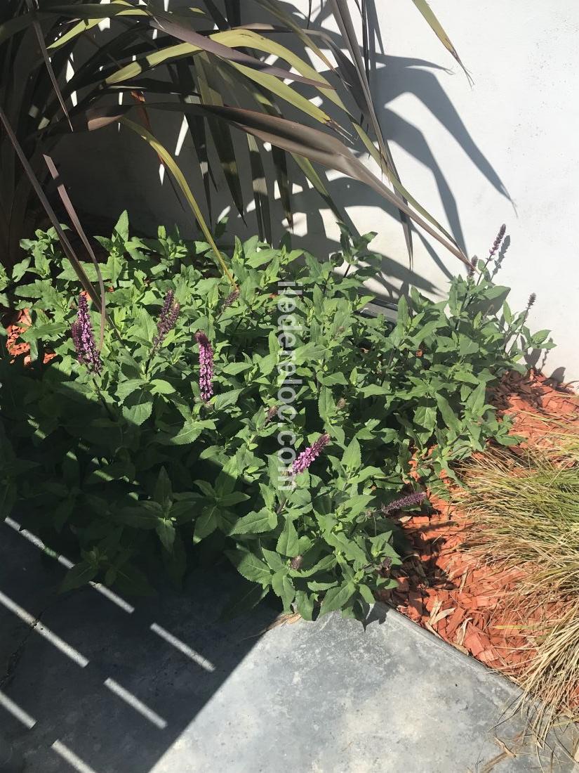 Photo 53: An accomodation located in Ars en R&eacute; on ile de R&eacute;.