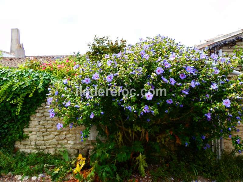 Photo 10: An accomodation located in Saint-Martin-de-Ré on ile de Ré.