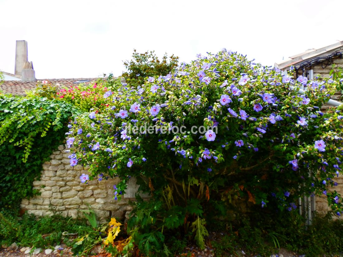 Photo 5: An accomodation located in Saint-Martin-de-Ré on ile de Ré.