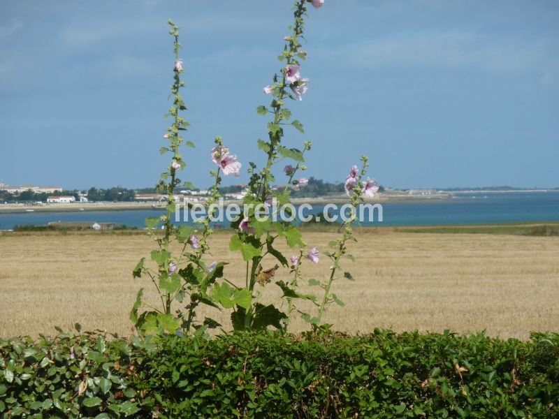 Photo 13: An accomodation located in La Flotte-en-Ré on ile de Ré.