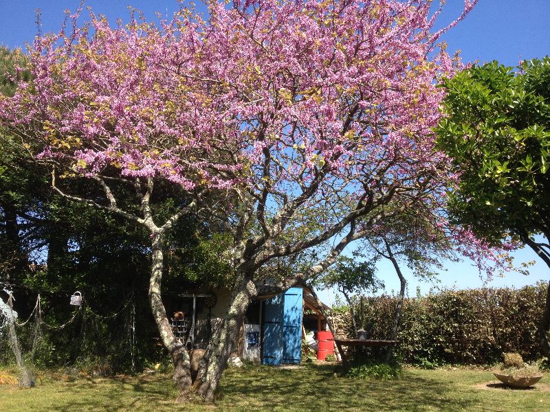 Photo 11: An accomodation located in Sainte-Marie-de-Ré on ile de Ré.