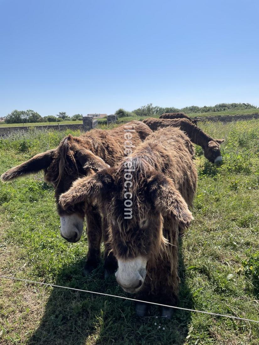 Photo 20: An accomodation located in Sainte-Marie-de-R&eacute; on ile de R&eacute;.