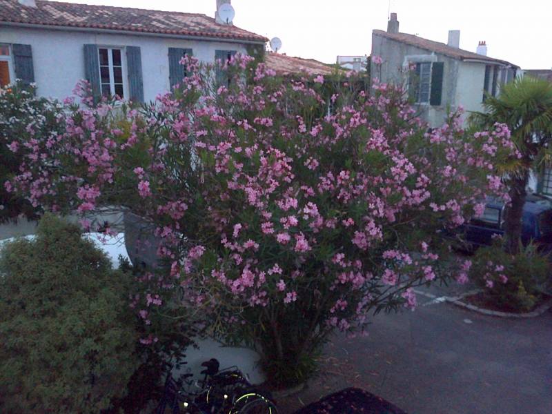 Photo 18: An accomodation located in La Couarde-sur-mer on ile de Ré.