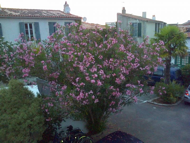 Photo 16: An accomodation located in La Couarde-sur-mer on ile de Ré.