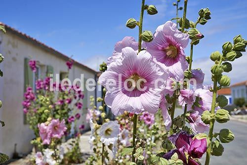 Photo 49: An accomodation located in Sainte-Marie-de-Ré on ile de Ré.