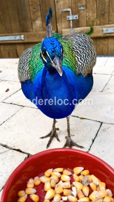 Photo 92: An accomodation located in Le Bois-Plage-en-R&eacute; on ile de R&eacute;.