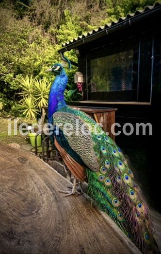 Photo 49: An accomodation located in Le Bois-Plage-en-R&eacute; on ile de R&eacute;.