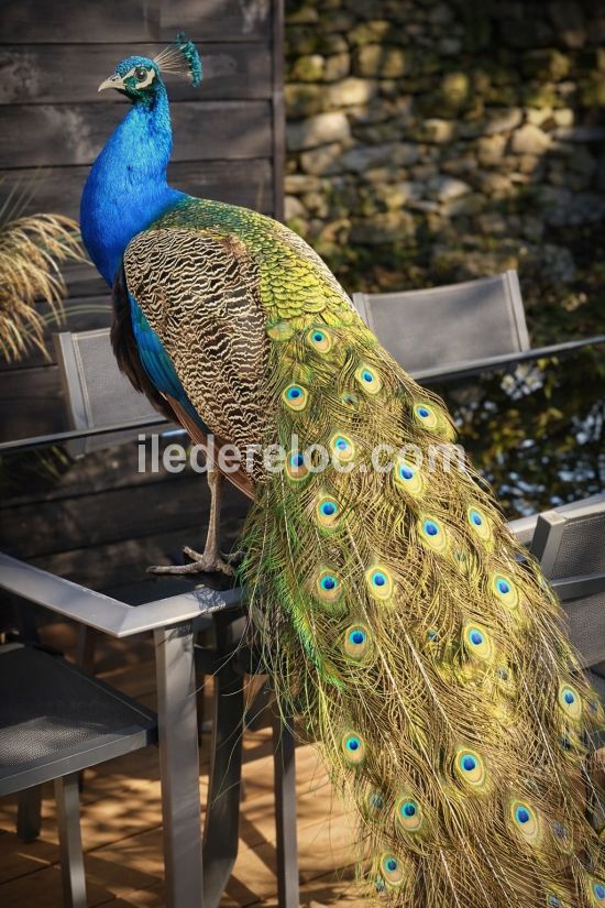 Photo 63: An accomodation located in Le Bois-Plage-en-R&eacute; on ile de R&eacute;.