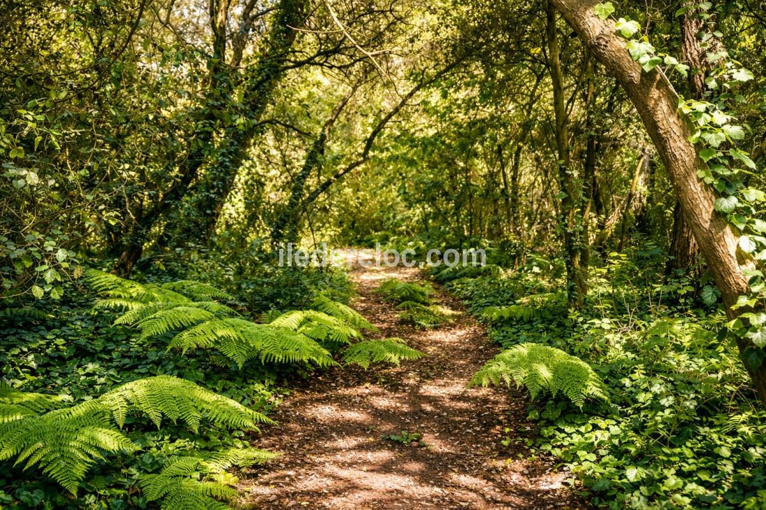 Photo 82: An accomodation located in Le Bois-Plage-en-R&eacute; on ile de R&eacute;.