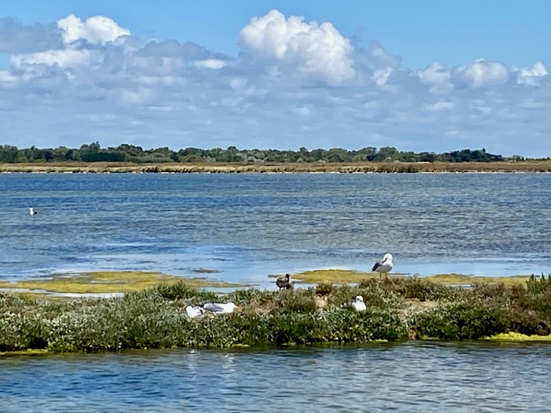 Photo 34: An accomodation located in Loix on ile de Ré.