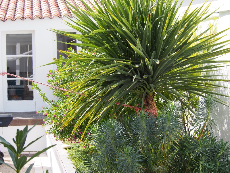 Photo 36: An accomodation located in Le Bois-Plage-en-Ré on ile de Ré.