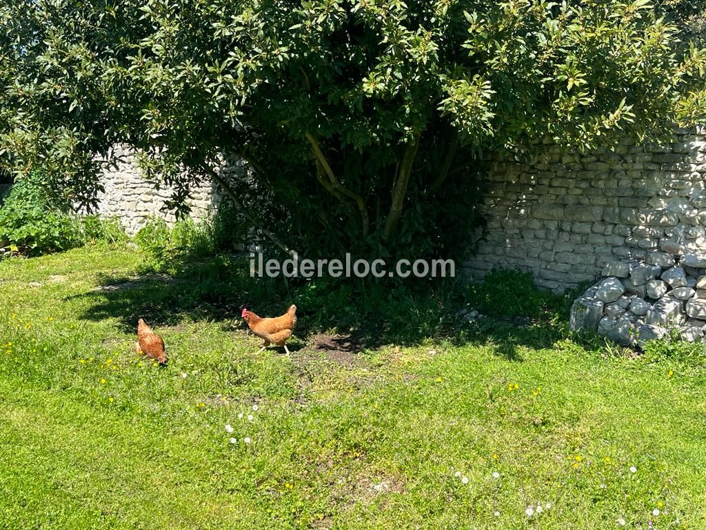 Photo 13: An accomodation located in La Flotte-en-Ré on ile de Ré.