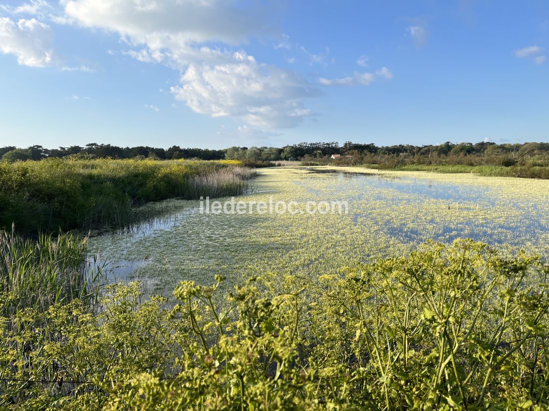 Photo 17: An accomodation located in Saint-Clément-des-Baleines on ile de Ré.