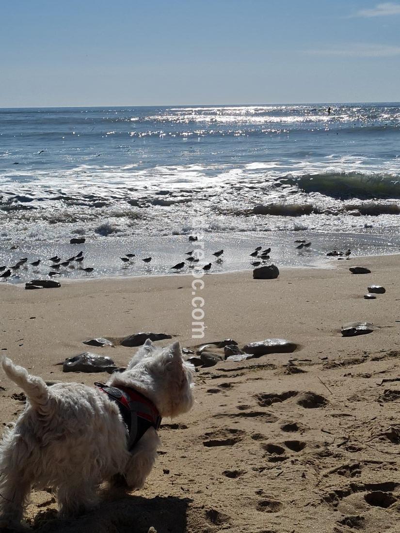 Photo 27: An accomodation located in Sainte-Marie-de-R&eacute; on ile de R&eacute;.