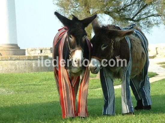Photo 76: An accomodation located in Saint-Martin-de-R&eacute; on ile de R&eacute;.